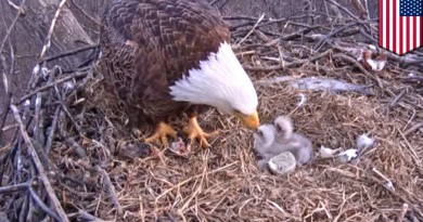 Eagle giving birth after 250 years- Netmarkers