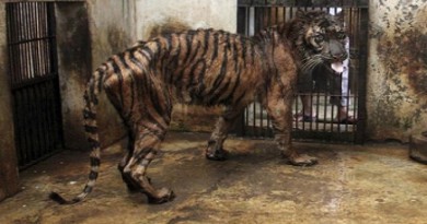 tiger in pathetic condition-Netmarkers