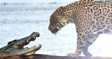 Crocodile Caught by Big Cat