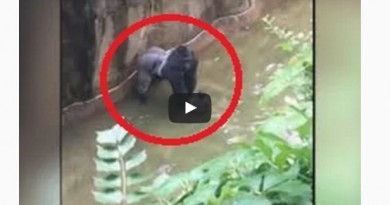Gorilla killed to save 4 years old who fall accidentally into Cincinnati's zoo enclosure-Netmarkers