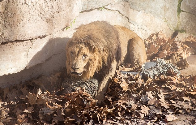 Lions shot dead-Netmarkers