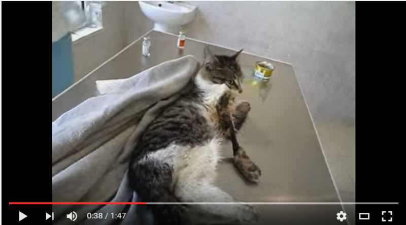 Poor kitty with no flesh on her leg being operated- Netmarkers