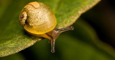 Snails enjoying a ride on a bonsai plant