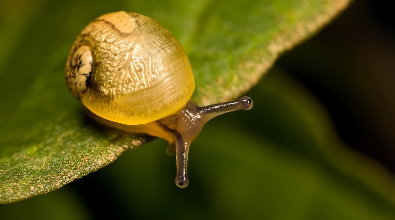 Snails enjoying a ride on a bonsai plant