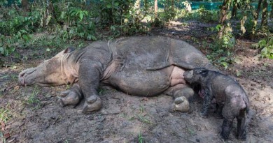 Sumatran rhino took birth in Indonesia