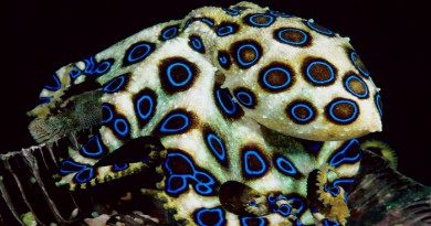 The Blue Ringed Octopus-Netmarkers