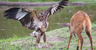 Trending and viral Animal Videos Eagle hunting deer an amazing way-Netmarkers