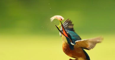 Trending, viral video of the most intelligent bird hunting fish-Netmarkers