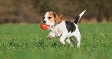 Video of a dog playing with a marble ball goes viral. Hillarious!-Netmarkers