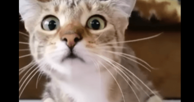 Video with Cat's expressions watching a movie goes viral- Netmarkers