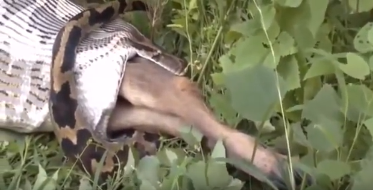 Viral video of animals-snake and deer fight