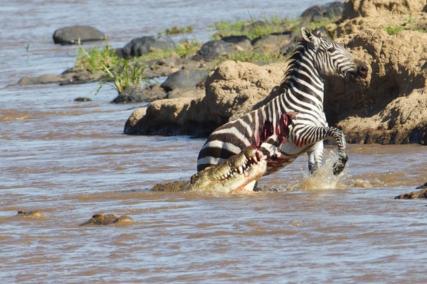 crocodile hunting zebra- netmarkers