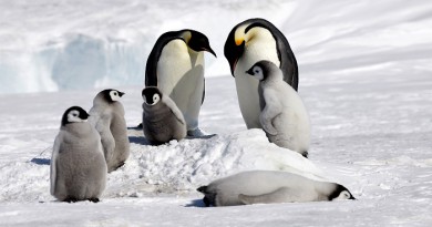 emperor penguin-Netmarkers