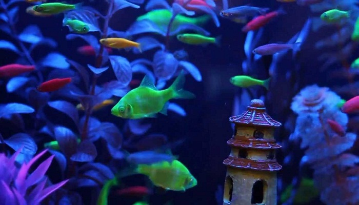 GloFish-Netmarkers