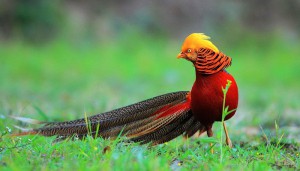 Golden Pheasant-Netmarkers