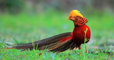 Golden Pheasant-Netmarkers