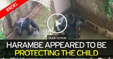 Latest video shows Gorilla was protecting baby- Netmarkers