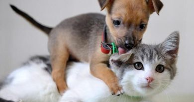 Pets insurance is must- Netmarkers
