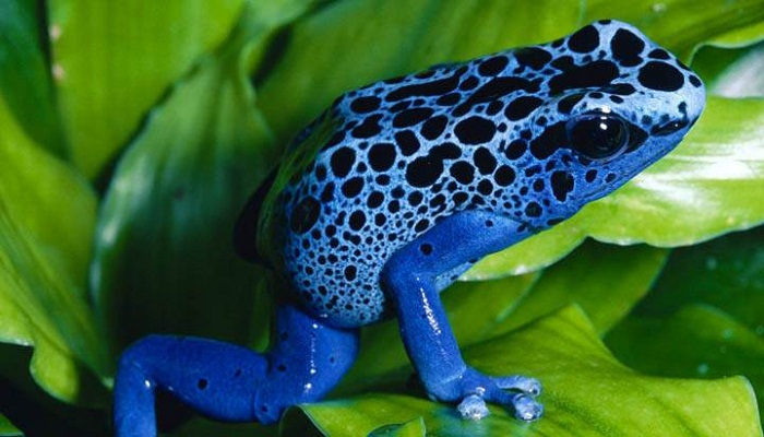 Poison Dart Frog-Netmarkers