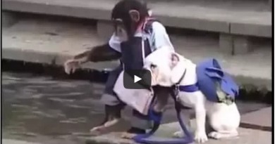 Trending video of a chimpanzee training a dog to become brave. Video gone viral