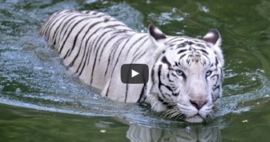 Viral video of encounter with Indian Tiger- Netmarkers
