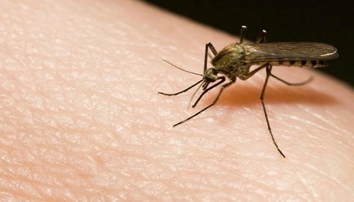 mosquito bite-Netmarkers