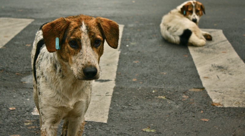 stray dogs can teach us a lot- Netmarkers