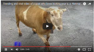 trending and viral video of a goat who loves kicking ass- Netmarkers
