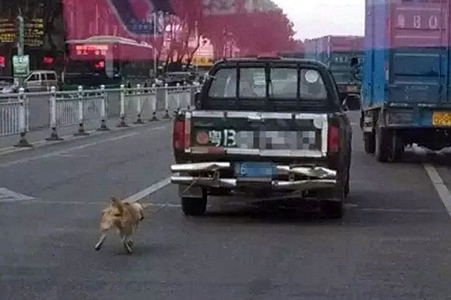 viral news of a dog being chained and dragged by truck- Netmarkers