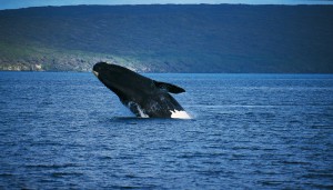 whale sea bulls-Netmarkers