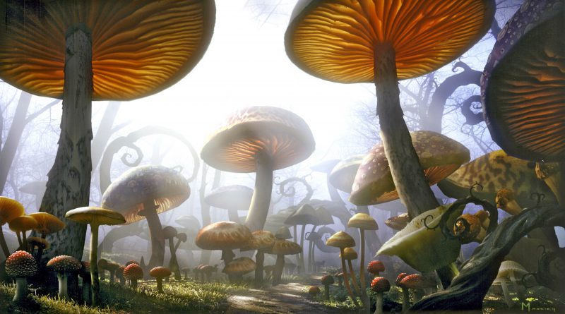 Big mushrooms existed before trees on Earth- Netmarkers