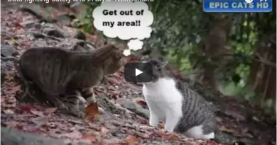 Cats fighting cutely and in style- Netmarkers