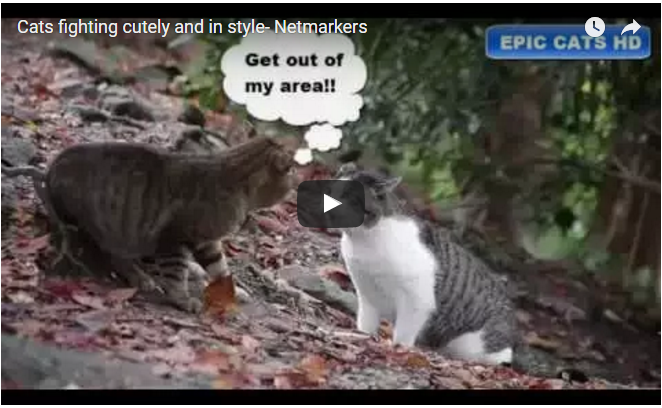 Cats fighting cutely and in style- Netmarkers