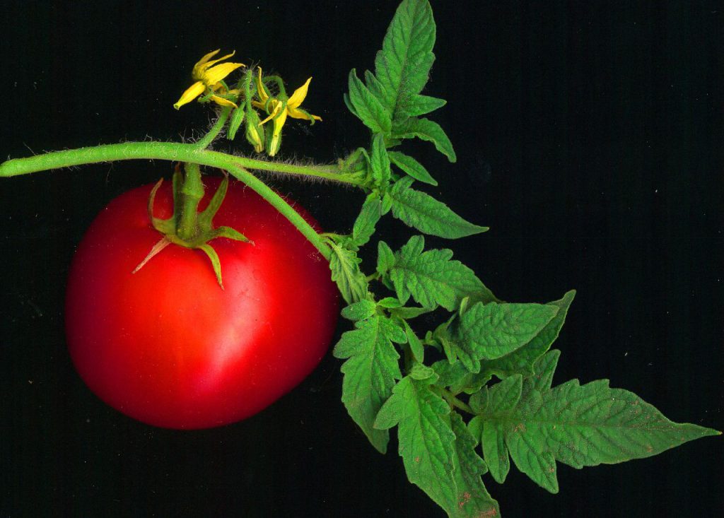 Dark circle treatment with tomato - Netmarkers