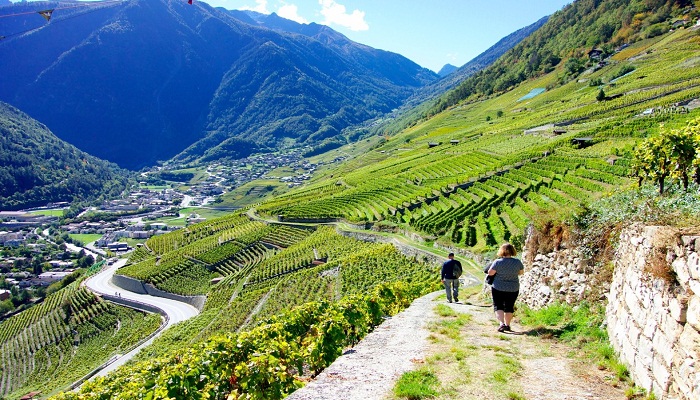 The Chemins des Vignes- Switzerland-Netmarkers