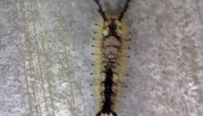 caterpillar having human face on its back-Netmarkers