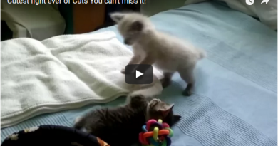 cutest fight of cats ever- Netmarkers