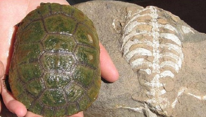 shell of turtle-Netmarkers