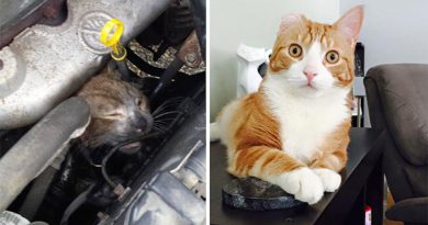10 touching stories of rescued cat who are now well- Netmarkers