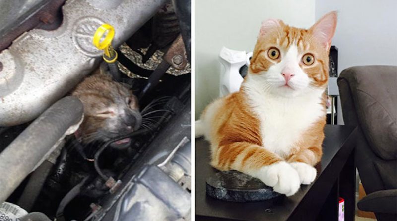 10 touching stories of rescued cat who are now well- Netmarkers