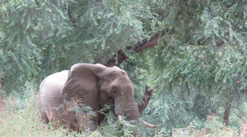 Elephant shot on his head- Netmarkers