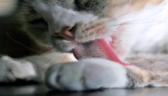cat-tongue-Netmarkers