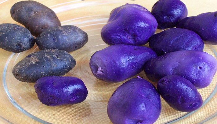purple potato-Netmarkers