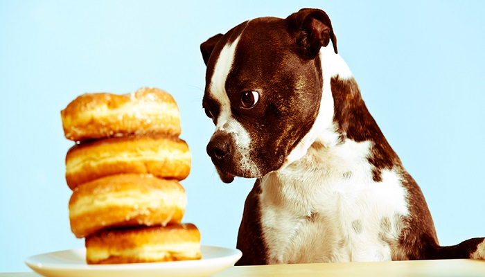 Avoid Giving These Toxic Foods to Your Dog-netmarkers
