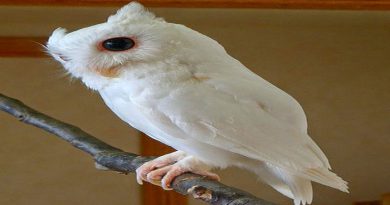 eastern-screech-owl-netmarkers