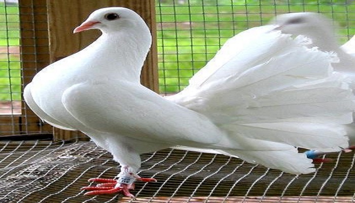 pigeon-netmarkers