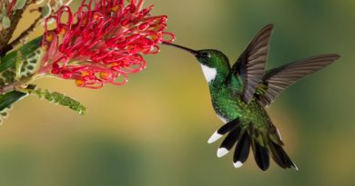 humming-birds-weight-less-than-a-nickel-netmarkers