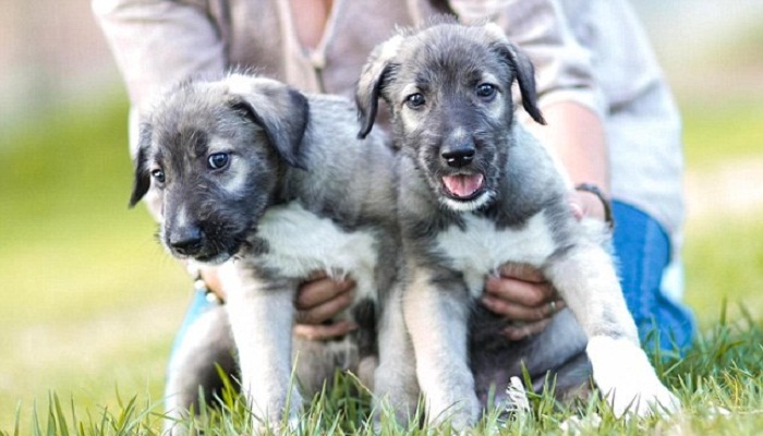 Identical twin puppies-netmarkers