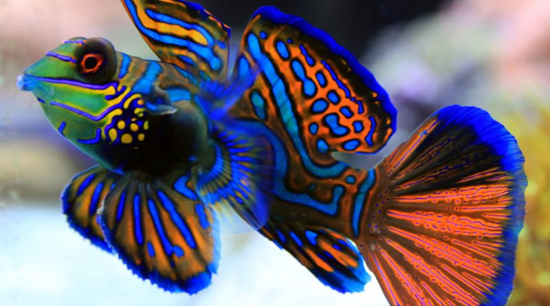Mandarinfish-most beautiful fish-Netmarkers