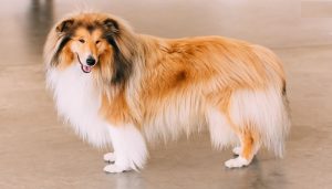 rough-collie-netmarkers